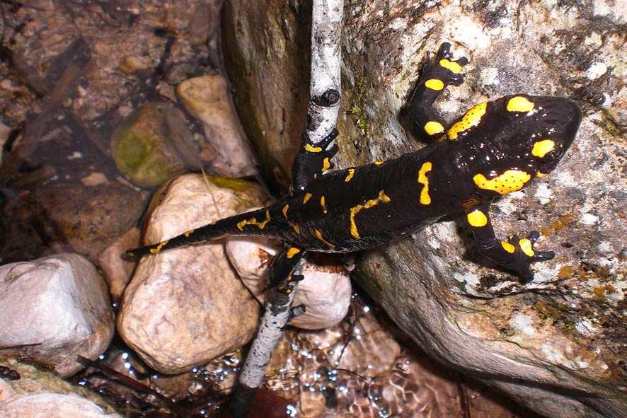 Foto 23 La Salamandra pezzata tende a riprodursi negli