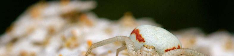 I Tomisidi (Thomisidae) Questi