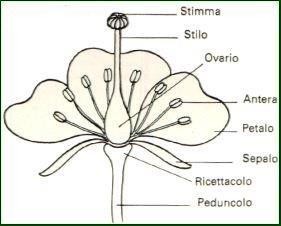 Il fiore