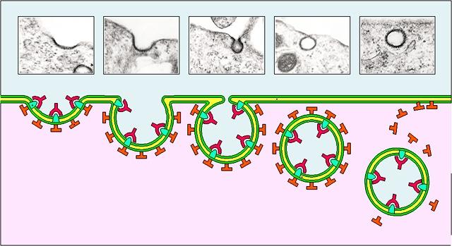 ENDOCITOSI L Endocitosi è prevalentemente mediata da recettore -Le macromolecole legano in modo specifico un recettore sulla superficie cellulare (concentrazione del materiale da endocitare) Il