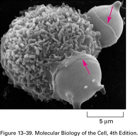 FAGOCITOSI Endocitosi: tutte le cellule La Fagocitosi avviene in cellule specializzate: Macrofagi, neutrofili Macrofagi