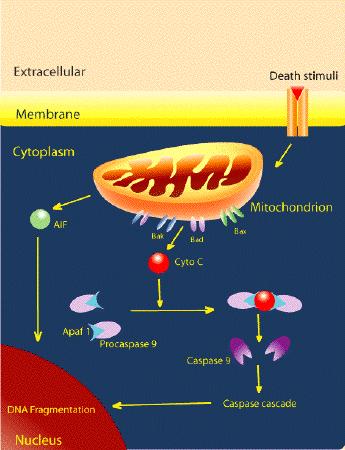 I mitocondri nell apoptosi Intervengono nella apoptosi attraverso il rilascio di