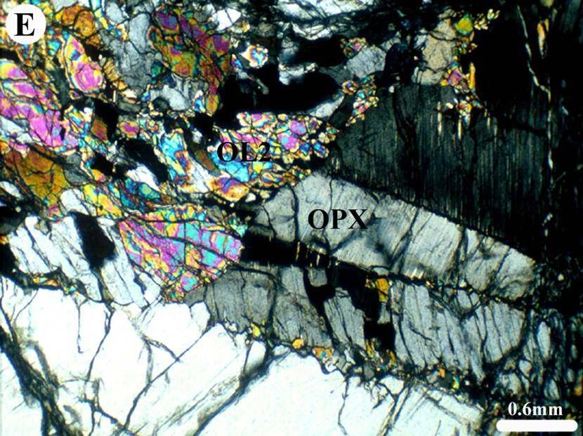 Cristallo di nuova olivina che sostituisce un porfiroclasto molto deformato e kinkato di opx: questa struttura indica