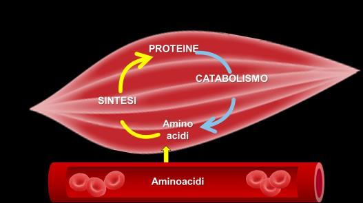 PROTEINE AI PASTI PROT-AGE: