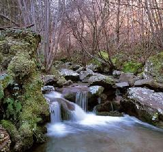 l'eremo di Camaldoli, attraversando il Parco Nazionale delle Foreste Casentinesi nella giornata di sabato oltre al suddetto itinerario, sarà possibile visitare il Castello di Poppi che ospita al suo