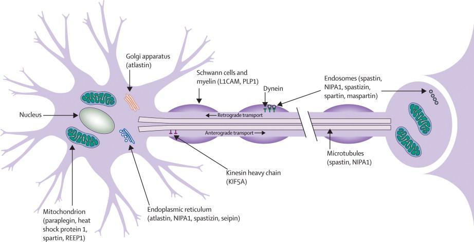 Schematic representation of a neuron indicating sites of potential pathogenic mechanisms of mutant spastic paraplegia proteins; Salinas S et al, 2008 Alterazione del trasporto assonale di