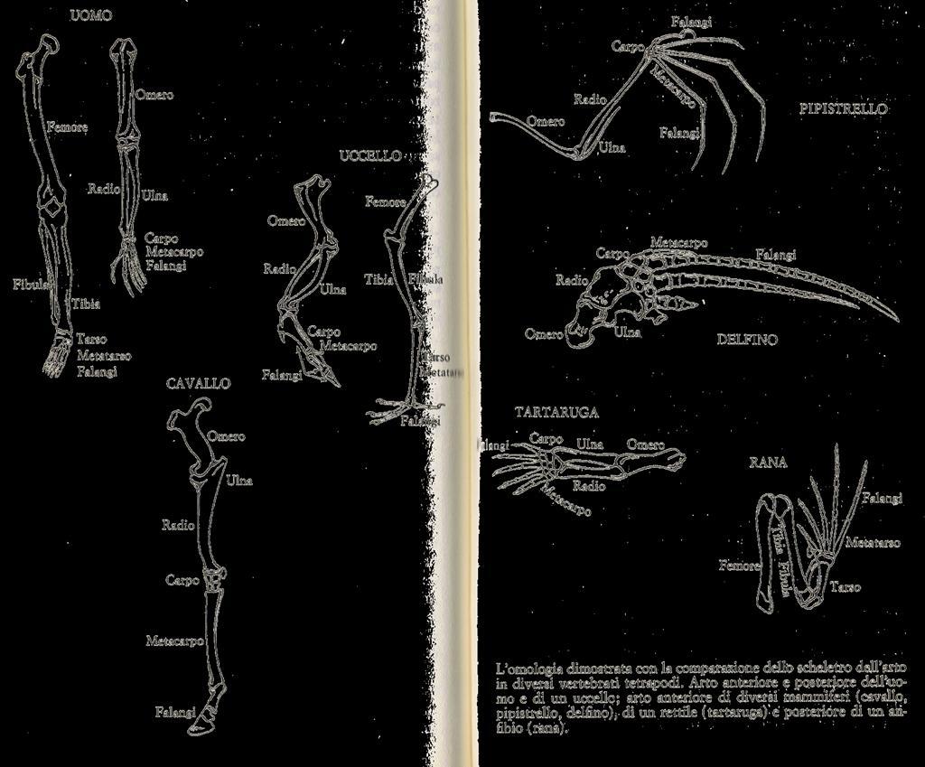 L anatomia comparata Le strutture omologhe Le strutture analoghe Organi rudimentali GLI ESSERI VIVENTI E L EVOLUZIONE Strutture omologhe (divergenza evolutiva) Strutture simili, pur con funzioni