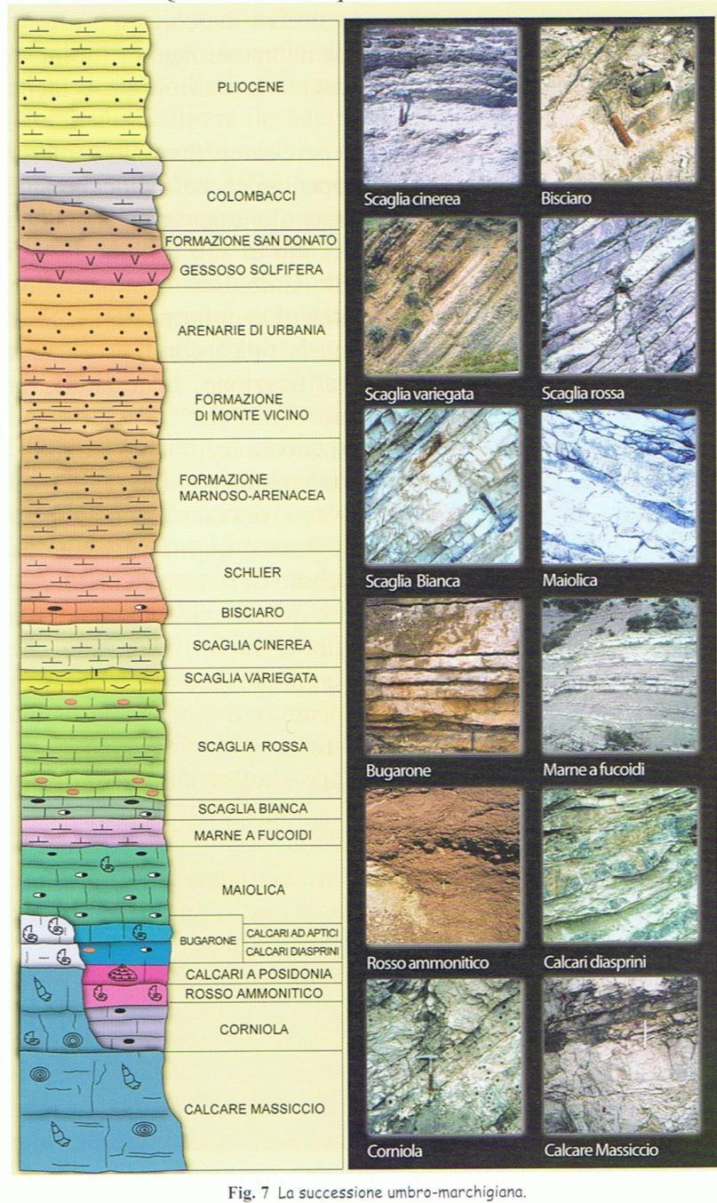 I fossili Documentazione fossile La paleontologia, con lo studio dei fossili e del sedimento in cui si trovano, permette di ricostruire le forme di vita esistenti in un certo periodo geologico ed