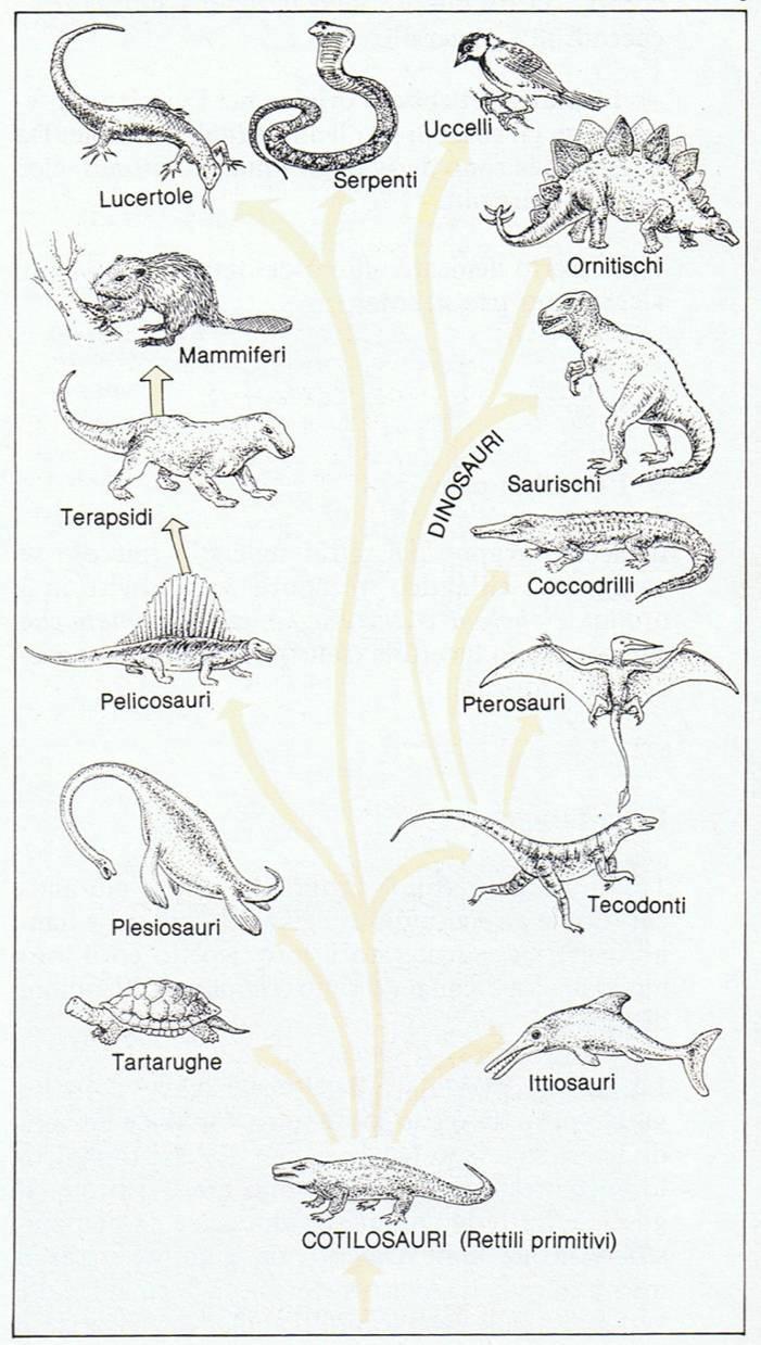 I fossili Albero evolutivo regno animale La storia degli esseri viventi può essere paragonata a un grosso albero.