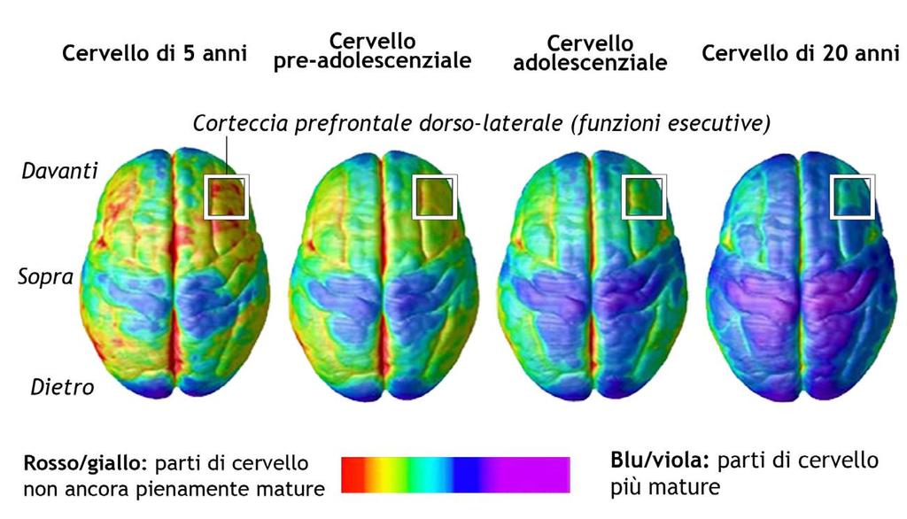Sviluppo temporale della corteccia prefrontale dorso laterale Le funzioni esecutive sono un complesso sistema di moduli funzionali della mente, che regolano i processi di