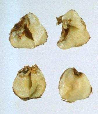 carico delle nocciole causano alterazioni in grado di comprometterne le caratteristiche organolettiche * Coreidae: Gonocerus