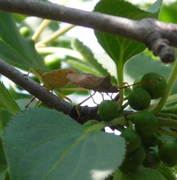 individuare piante attrattive maggiormente e prima del nocciolo