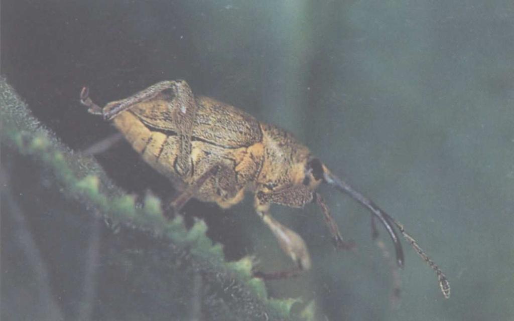 Curculio nucum (balanino) diffuso nelle aree corilicole in Europa e Turchia considerato fitofago «chiave» in Centro-Sud Italia ma non in Piemonte, dove il balanino è presente però non sembra in grado