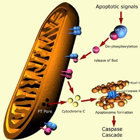 Proteine della famiglia Bcl-2 TM (transmemebrane