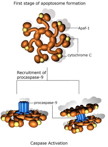 CICD Membrana interna Matrice mitocondriale Cyt C Bcl-2 Cyt C Apaf-1 Pro