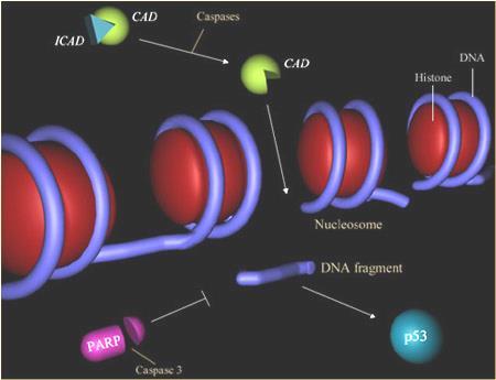 CAD: nucleasi responsabile della frammentazione internucleosomiale del DNA (frammenti multipli di 180-200 pb)