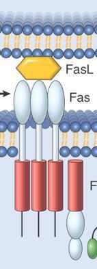 Family Bcl-2 Bcl-X antiapoptotic Bim Bim Bad Sensors (proapoptotic) Activation of 2 EFFECTOR Bax