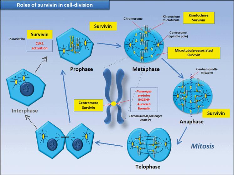 1) Associazione con la tubulina (regolazione delle dinamiche microtubulari) 2) Localizzaione nei cinetocori dei cromosomi in metafase (corretta