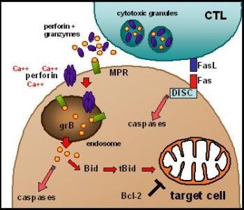 Apoptosi indotta dai