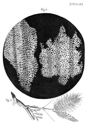 Disegno della struttura del sughero così come apparve a Robert Hooke, che la osservò in un rudimentale microscopio.