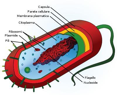 Cellula procariote Presenza di una o più appendici chiamate flagelli e/o pili Un contenitore cellulare costituito da parete cellulare e/o da capsula.