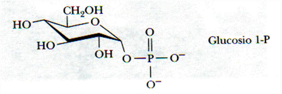 Meccanismo d azione della glicogeno fosforilasi - enzima dimerico che utilizza il piridossal fosfato, covalentemente legato ad una lisina del sito attivo,