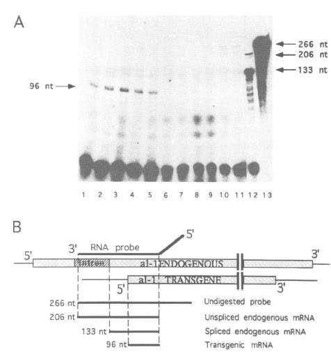 quelling - co-soppressione la presenza di un trascritto senso associata al quelling albino carotenogenic nel 1996 (!