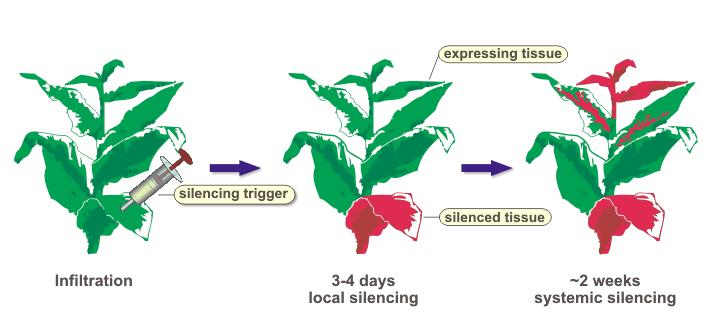 quelling - co-soppressione il silenziamento è diffusibile