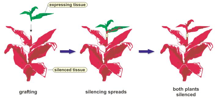 di un transgene induce il silenziamento del transgene insieme a