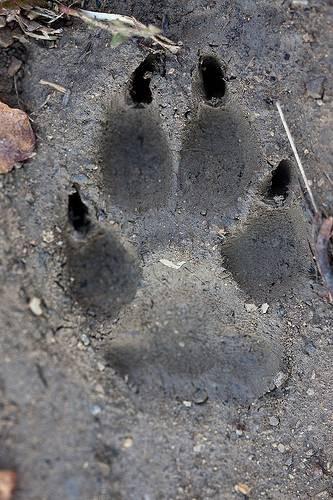 L impronta Il lupo è un digitigrado,