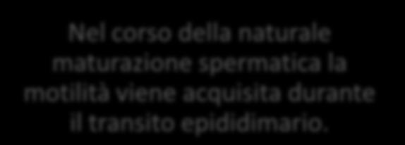 influenza fortemente negativa sull esito della ICSI è