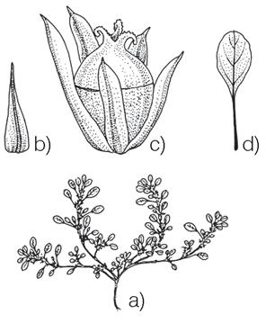 Fig. 1 - Amaranthus blitoides S. Watson: a) habitus; b) brattea; c) fiore; d) foglia (da JONSELL, 2001). Terofita scaposa, di dimensioni comprese tra 1-5 dm (raramente fino a 10 dm).