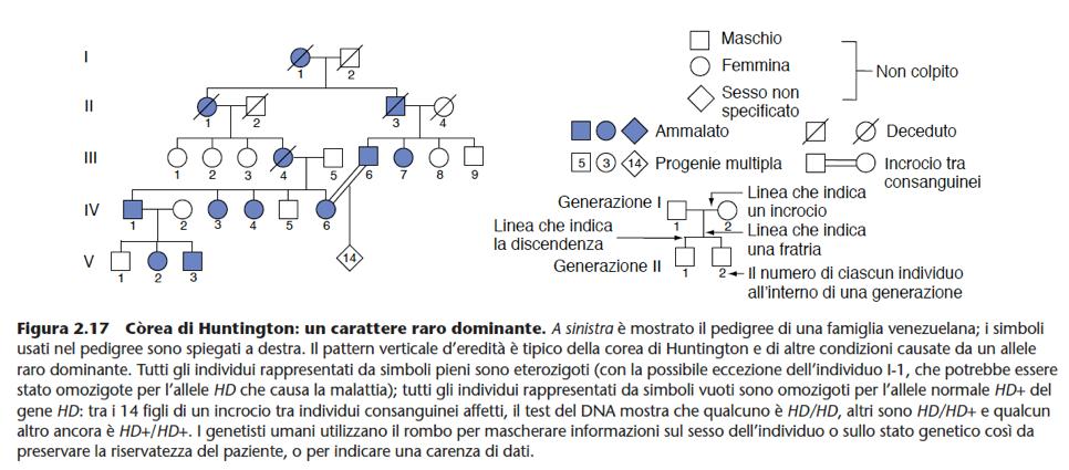 Analisi di pedigree Una storia familiare può essere rappresentata e seguita attraverso il cosiddetto pedigree, cioè un diagramma ordinato delle più