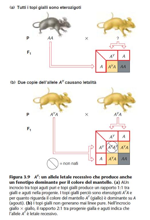 Un gene può controllare diversi caratteri