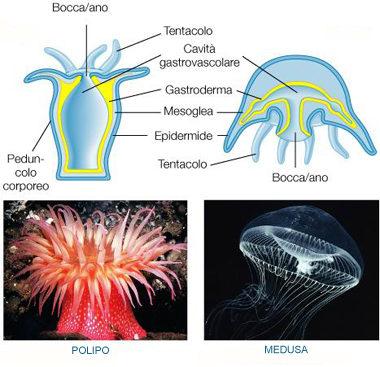 Celenterati I celenterati hanno un'organizzazione di tipo "polipo" o di tipo