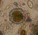 lima 72-336 170 722 - - - - - Tabella X.3b Periodo di campionamento: giugno 2010. Figura X.13 Micrografie di Coolia monotis in vivo al microscopio.