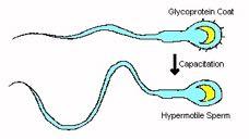 capacitazione, comprende la