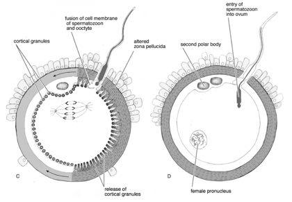 Reazione acrosomale Sperm