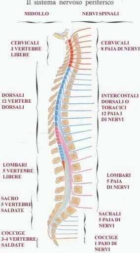 NERVI SPINALI S i d iv id o n o a s e c o n d a d e lla z o n a d ov e n a scon o