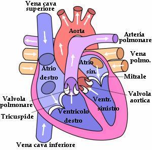 Il cuore Ha forma di cono appiattito ed è grande circa come un pugno. La base, corrispondente ai due atrii, guarda in alto, in dietro ed a destra; inferiormente a questa si trovano i due ventricoli.