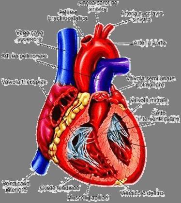 Il cuore è costituito da tre tonache; dall'interno all'esterno esse sono: Endocardio con stesse funzioni e struttura dell'endotelio; Miocardio: muscolo ibrido tra liscio e striato, infatti ha la
