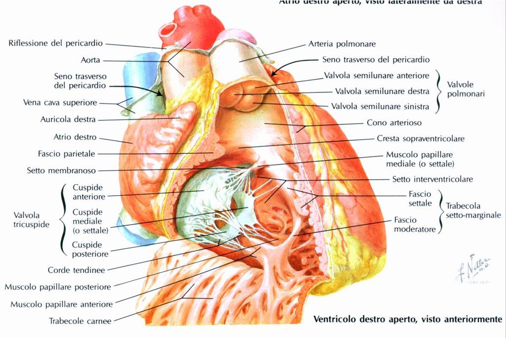 ANATOMIA