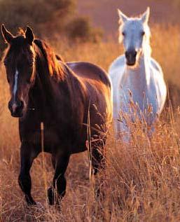 Dati sull infezione Nel 2010, a fronte di 28.836 campioni, sono stati rilevati 5 cavalli infetti in 3 aziende. Tab. XIX Dati Riepilogativi del piano di sorveglianza della AIE.