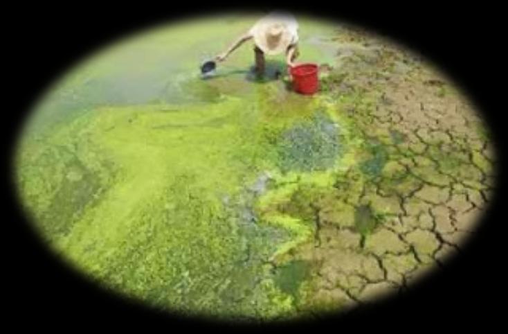 TERRENI DESERTICI, INQUINATI O NON COLTIVABILI CAMBIAMENTI CLIMATICI ED AMBIENTI OSTILI RISORSE IDRICHE SCARSE O INQUINATE Le serre idroponiche, essendo «fuorisuolo» si