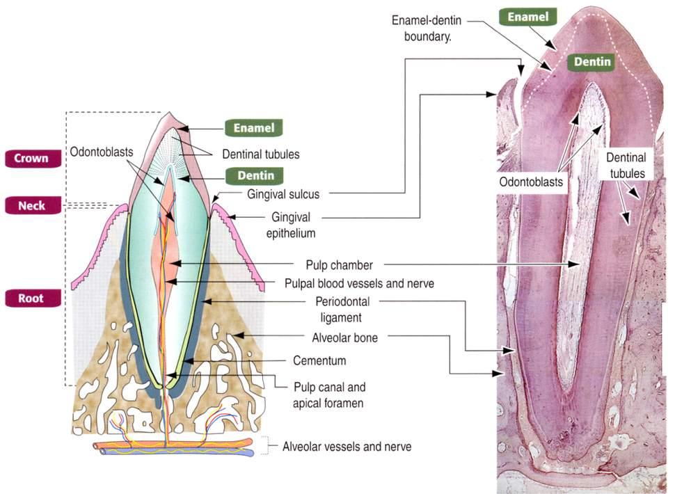 Struttura del dente Immagine tratta da: Hystology and