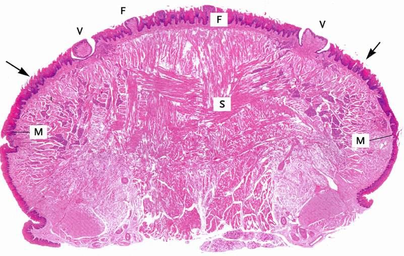 S: fascicoli di muscolatura scheletrica, M: epitelio squamoso stratificato, F: papille fungiformi, V:
