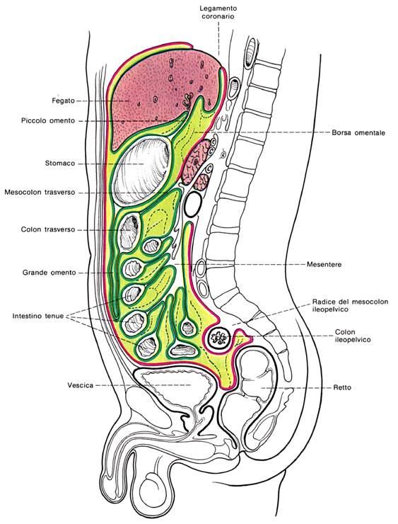 Immagine tratta da: Anatomia Umana, Balboni C.G et al.