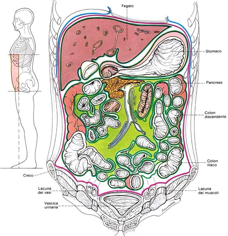 Fegato Immagine tratta da: Anatomia Umana, Balboni C.G et al.