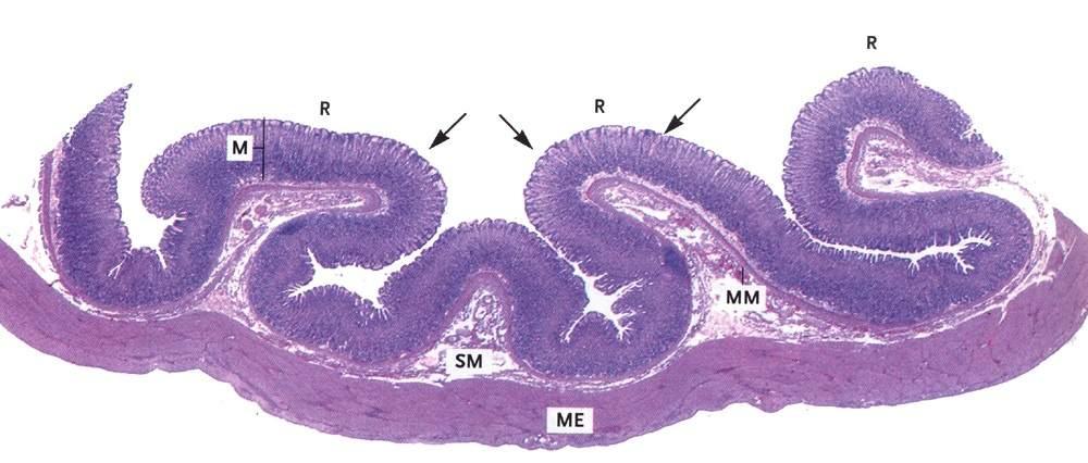 Sezione di stomaco che mostra come la mucosa gastrica è disposta in pieghe (pliche). La sottomucosa ha funzione di piano di scorrimento per la mucosa.