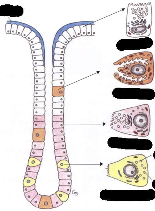Muco Cellula mucipara Cellula parietale Cellula principale